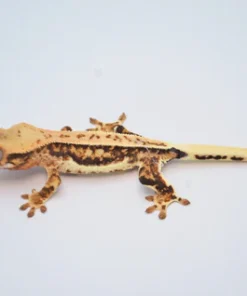 EXTREME HARLEQUIN PINSTRIPE LILLY WHITE CRESTED GECKO