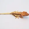 RED PINSTRIPE LILLY WHITE CRESTED GECKO