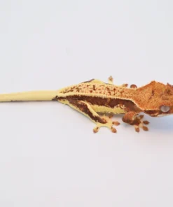 RED PINSTRIPE LILLY WHITE CRESTED GECKO